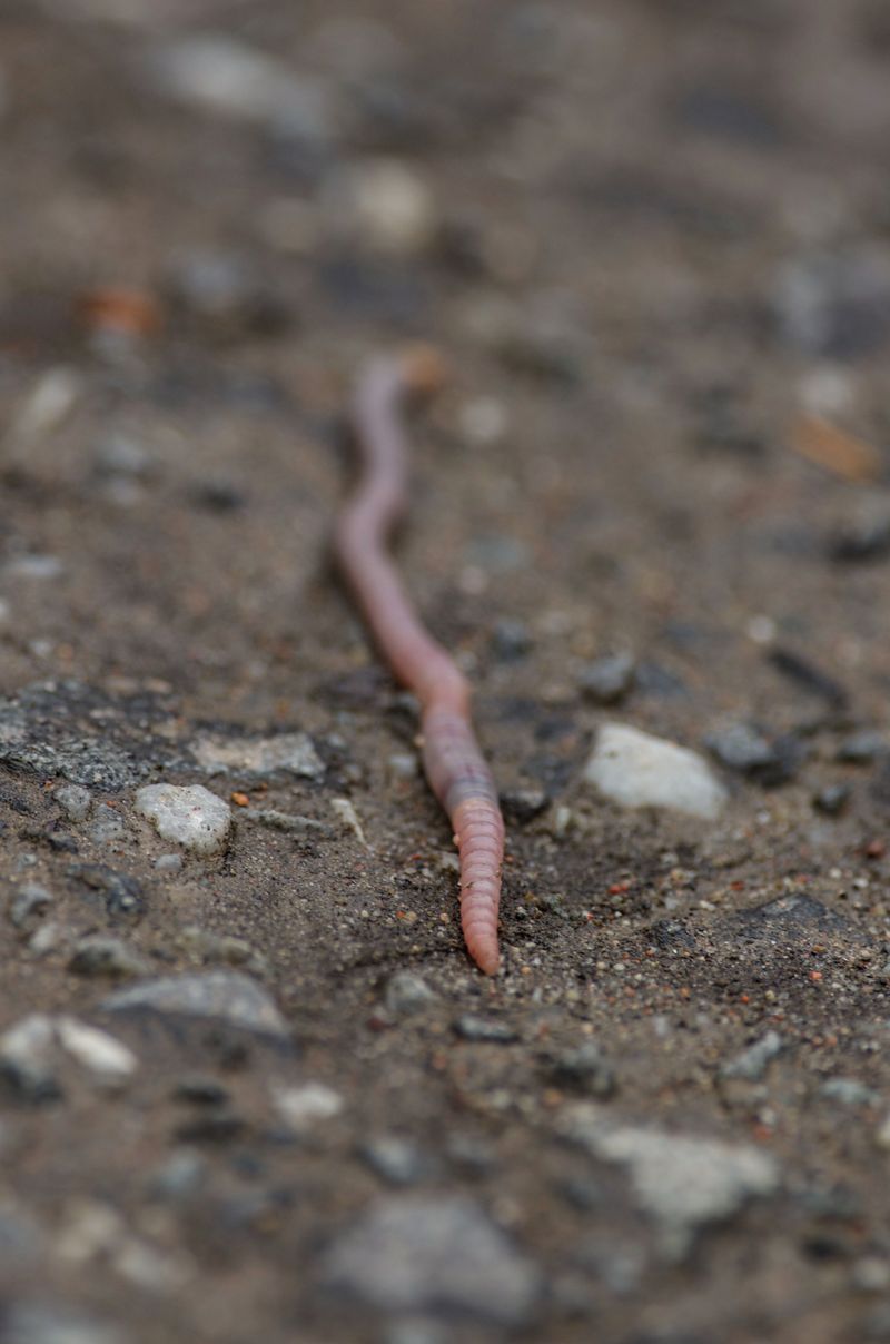 Microbial Activity And Earthworms Decline In Compressed Soil Microbial Activity And Earthworms Decline In Compressed Soil