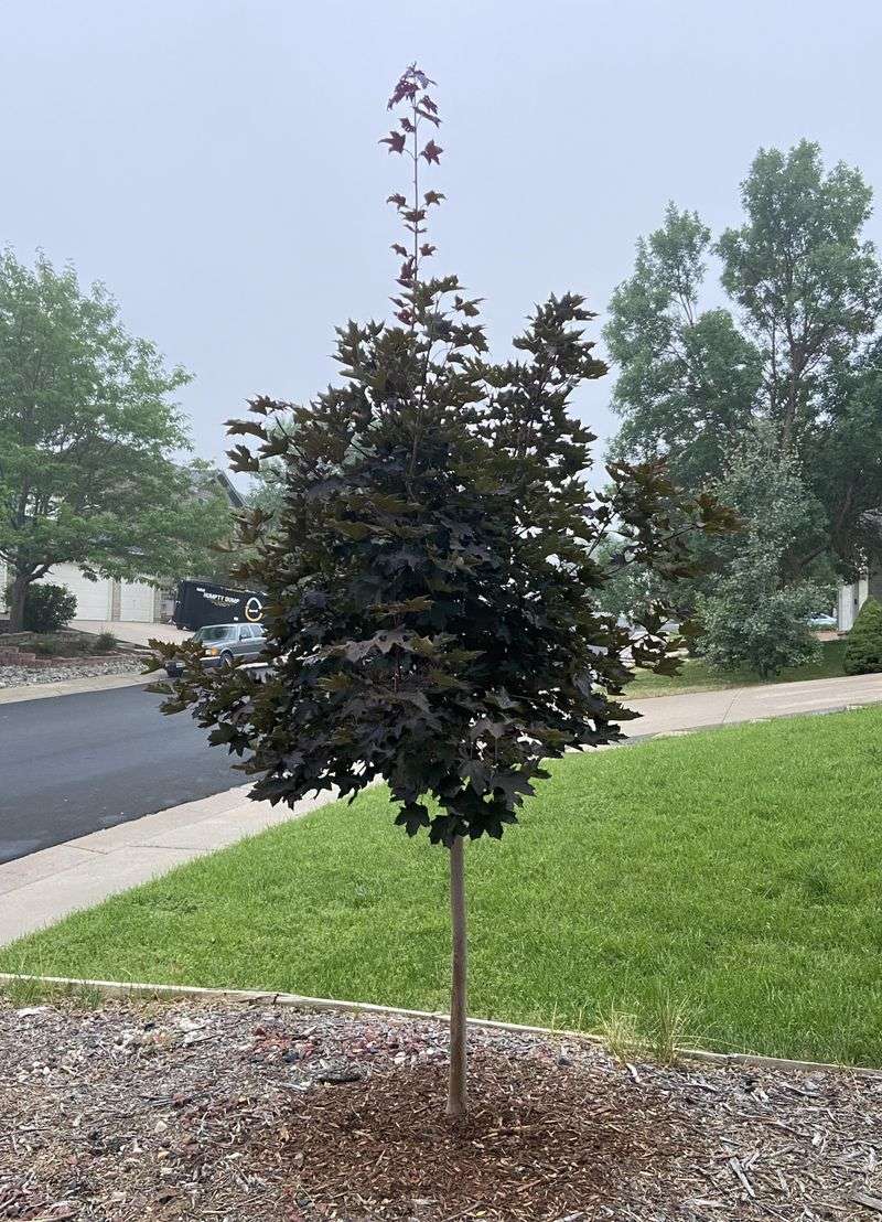 Mid-August Is The Last Call For Woody Plants
