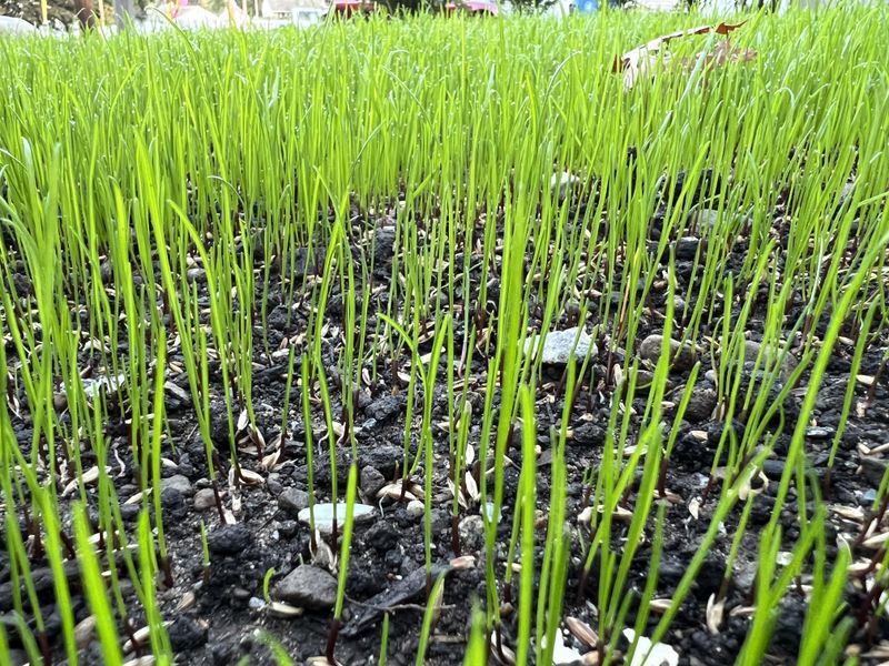 Mid August Through Mid September Is The Window For Tall Fescue Mid August Through Mid September Is The Window For Tall Fescue