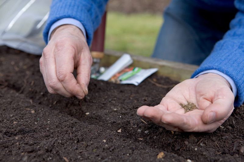 Mid-January Can Start The Spring Planting Season Mid-January Can Start The Spring Planting Season