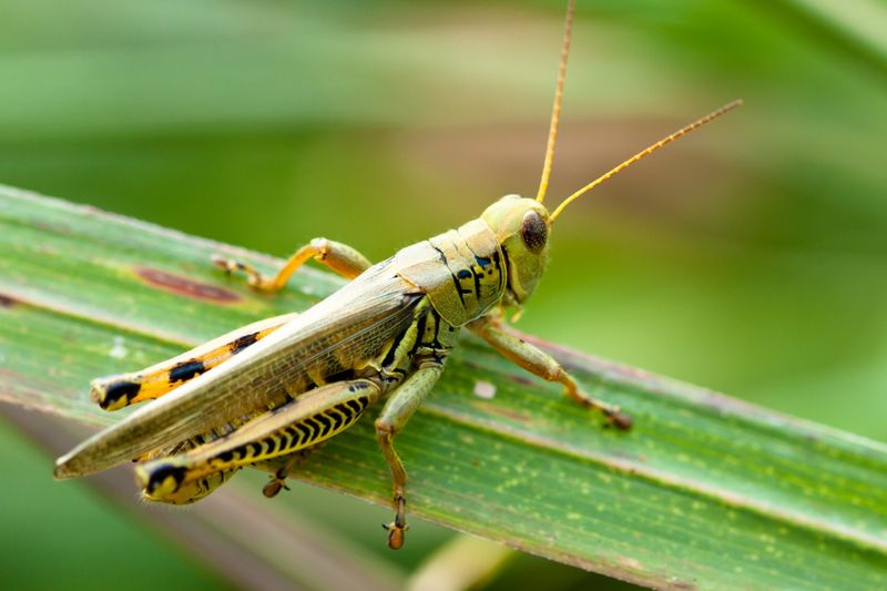 Mid-Summer Adults Can Move Into Green Texas Yards Mid-Summer Adults Can Move Into Green Texas Yards
