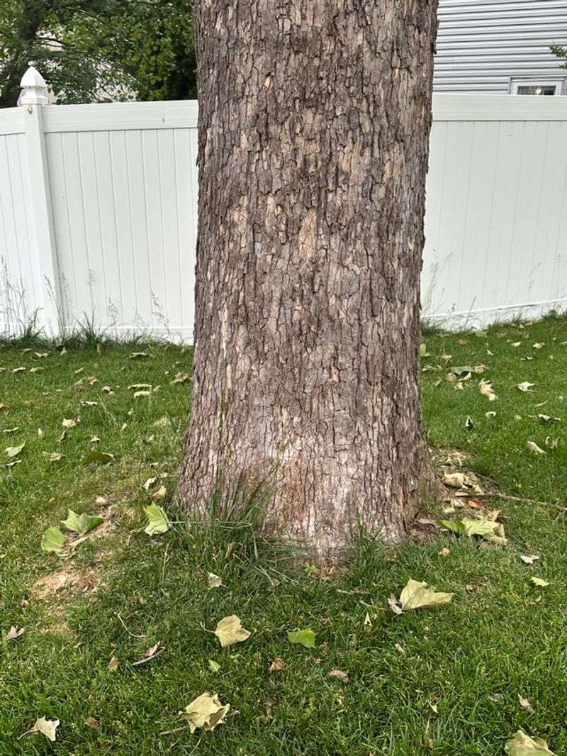 Midsummer Leaf Drop Often Means One Thing Midsummer Leaf Drop Often Means One Thing