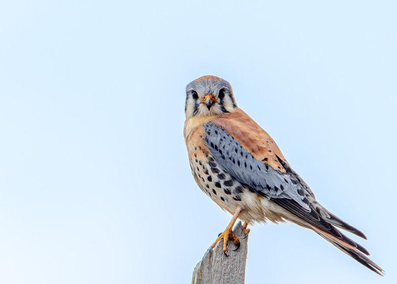 Migrating Birds Arrive From Areas Farther North