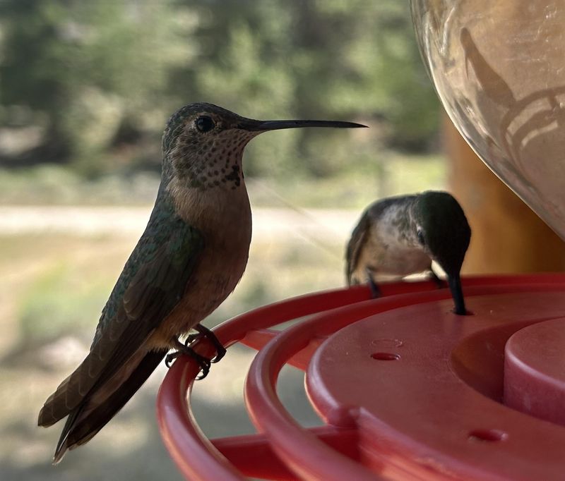 Migrating Birds May Be Passing Through Your Yard Migrating Birds May Be Passing Through Your Yard