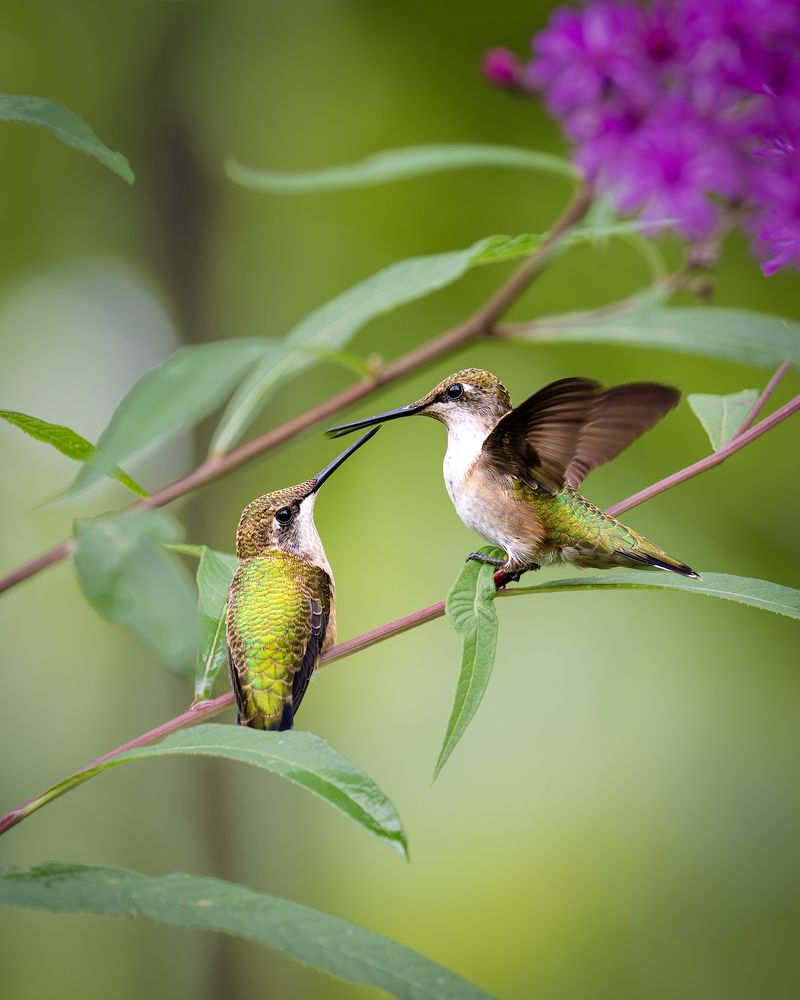 Migrating Hummingbirds May Still Visit Your Yard