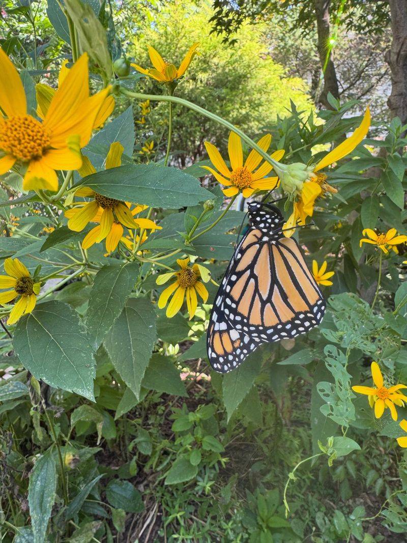 Migrating Monarchs Need Fall Nectar