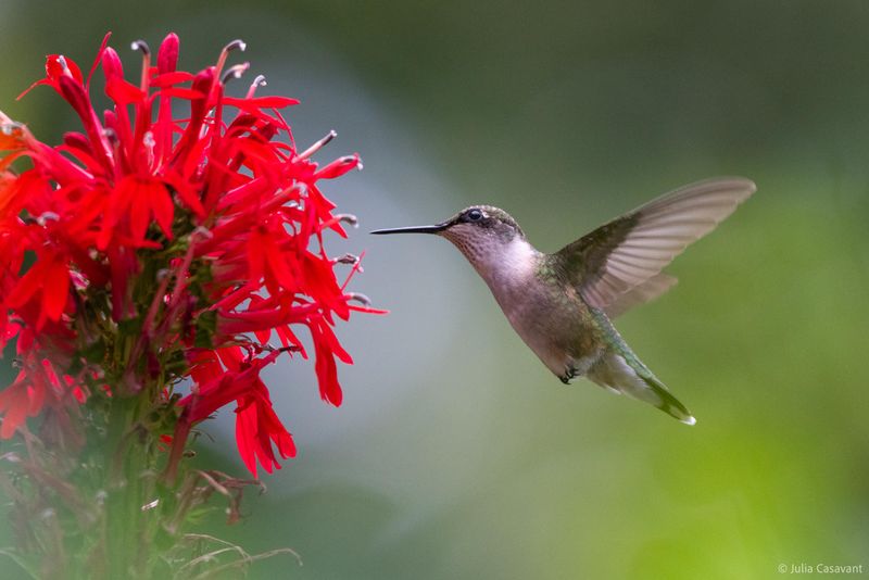 Migration Instinct Kicks In Early Migration Instinct Kicks In Early