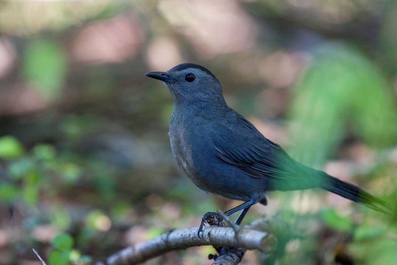 Migration Instinct Pulls Catbirds South Early Migration Instinct Pulls Catbirds South Early