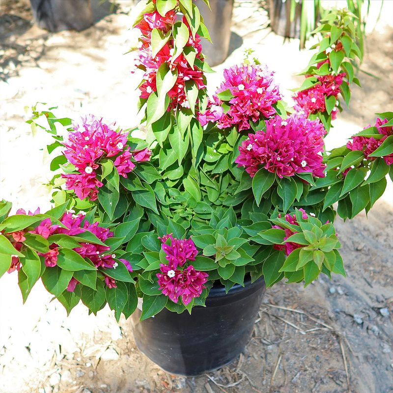 Mild Fall Weather May Keep The Color Going Longer