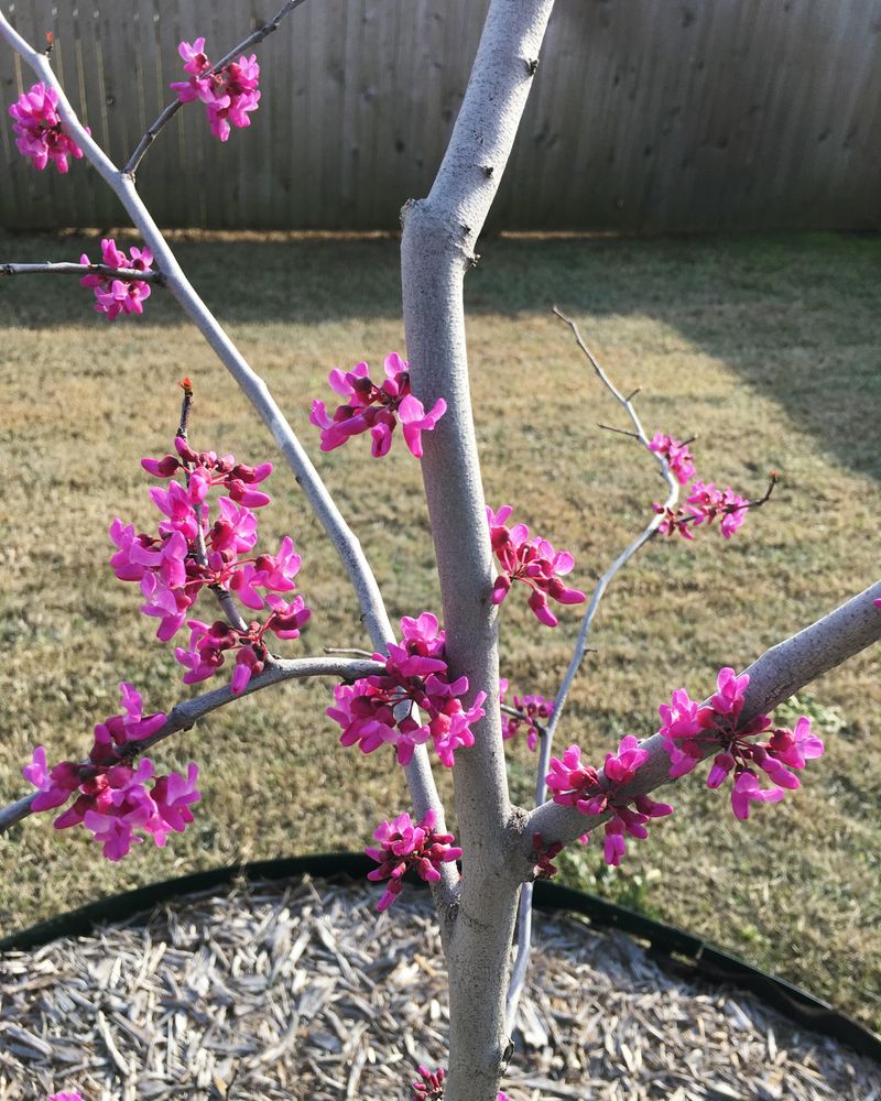 Milder Weather Offers Redbuds A Better Trimming Window Milder Weather Offers Redbuds A Better Trimming Window