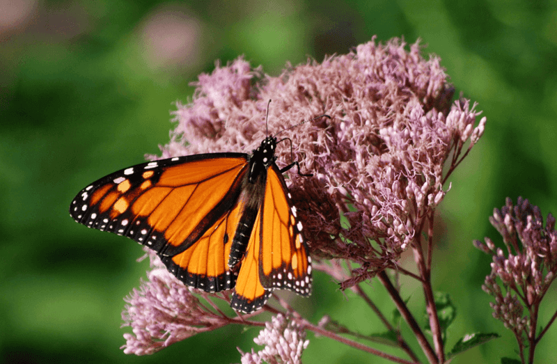 Milkweed Beside Joe Pye Weed