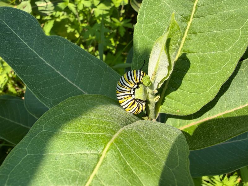 Milkweed Plays A Different Role During Fall Migration Milkweed Plays A Different Role During Fall Migration