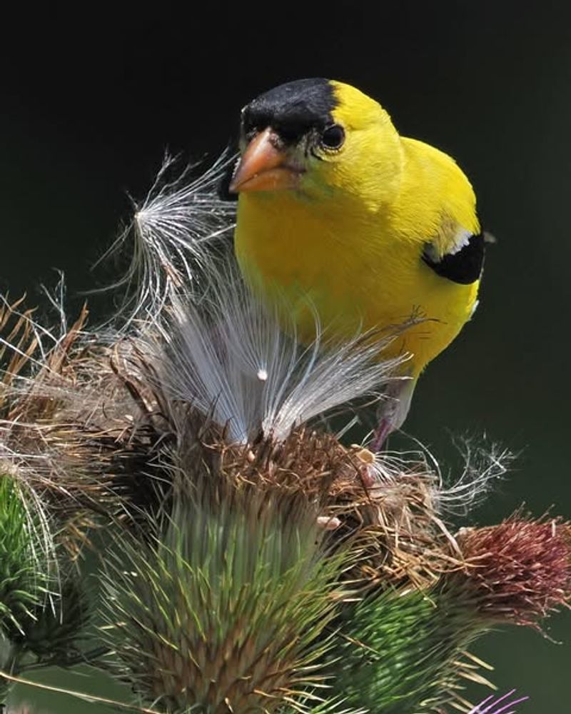 Milkweed Pods Offer Nesting Fiber And Seed Milkweed Pods Offer Nesting Fiber And Seed