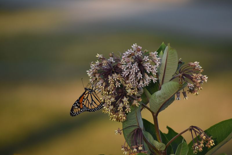 Milkweed