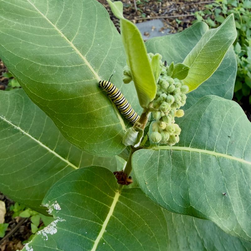 Milkweed's Continued Importance For The Species Milkweed's Continued Importance For The Species