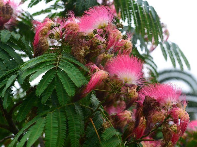 Mimosa Spreads Far Beyond Where It Was Planted