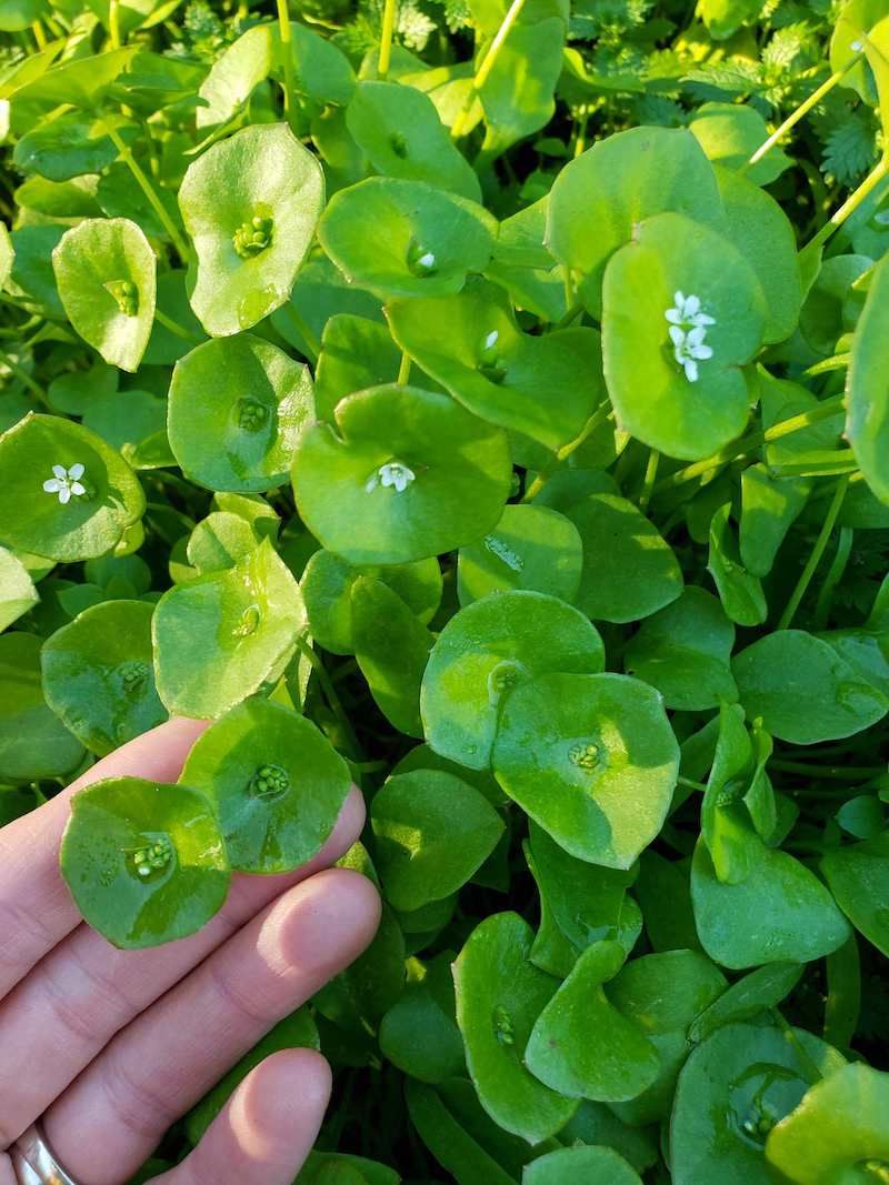 Miner's Lettuce Can Reseed Beneath Oaks In Cooler Spots
