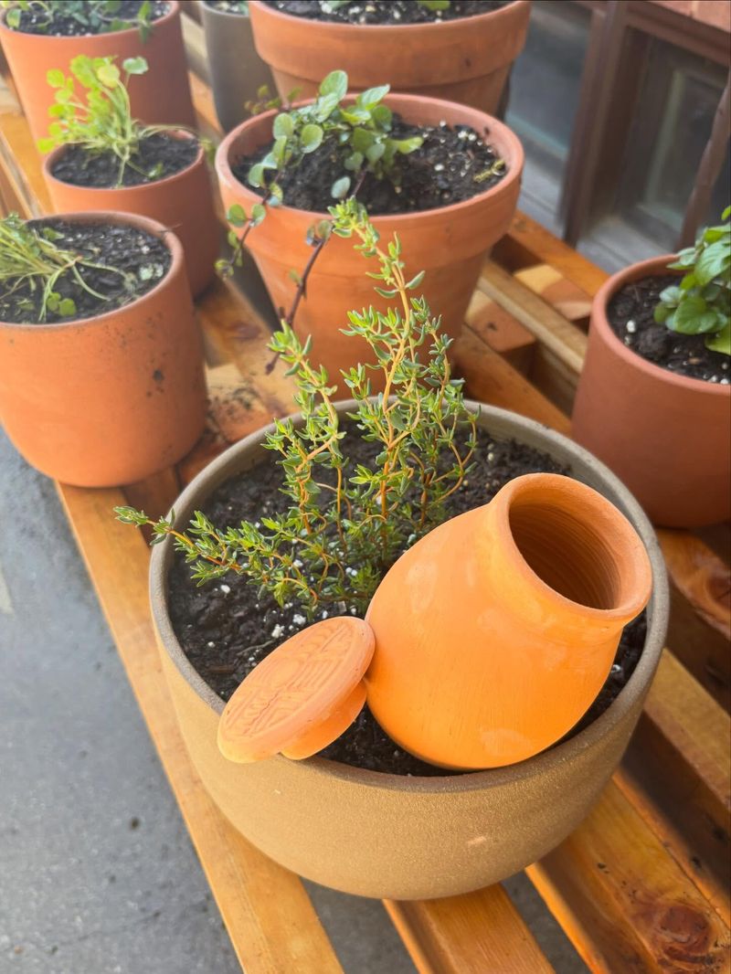 Mini Ollas Release Water Slowly Into The Soil Mini Ollas Release Water Slowly Into The Soil