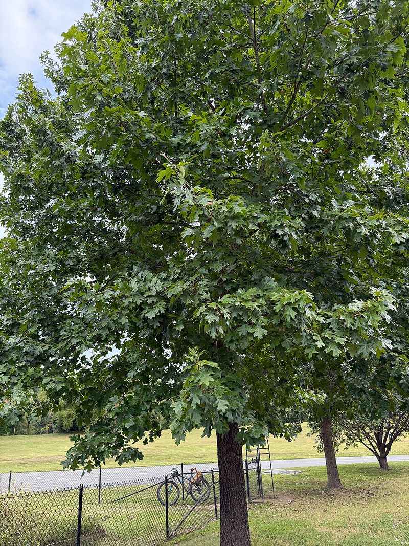 Minimal Pruning And Long-Term Durability