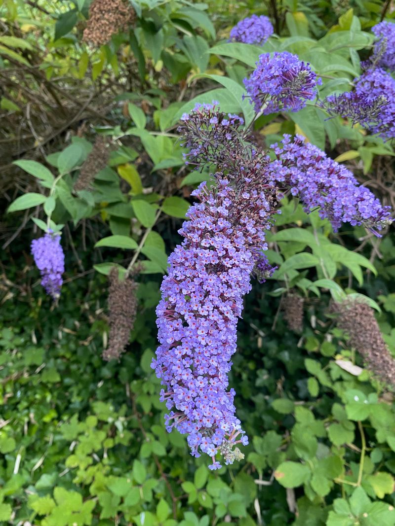 Minimal Watering Rewards Patient Gardeners