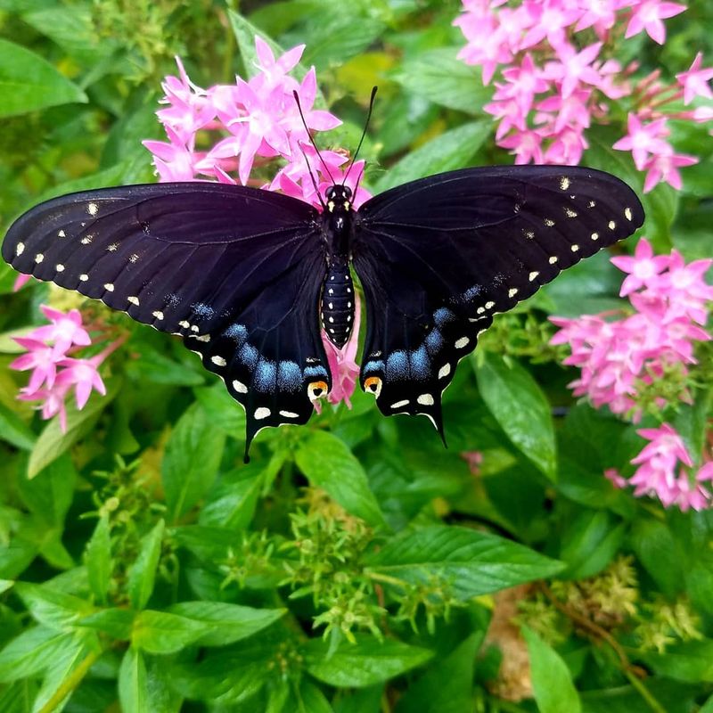 Minimize Pesticide Use Around The Flowers