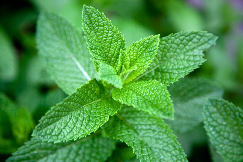 Mint Mint