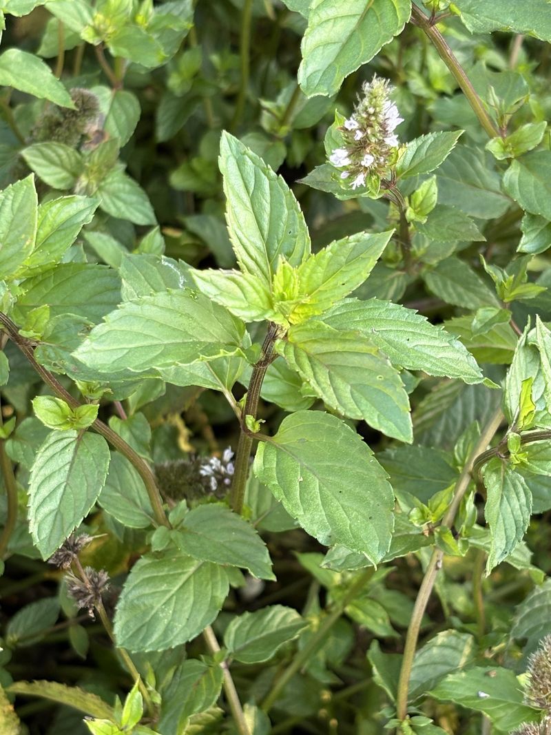 Mint Mint
