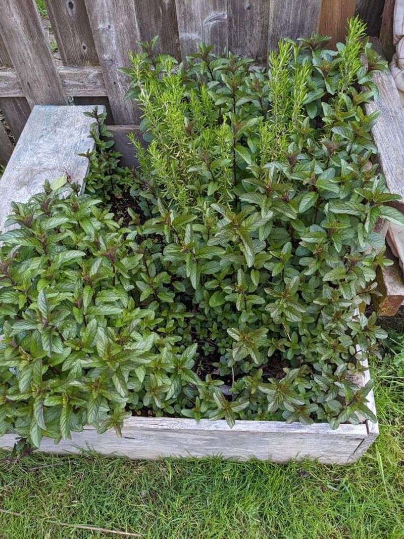 Mint And Rosemary Mint And Rosemary