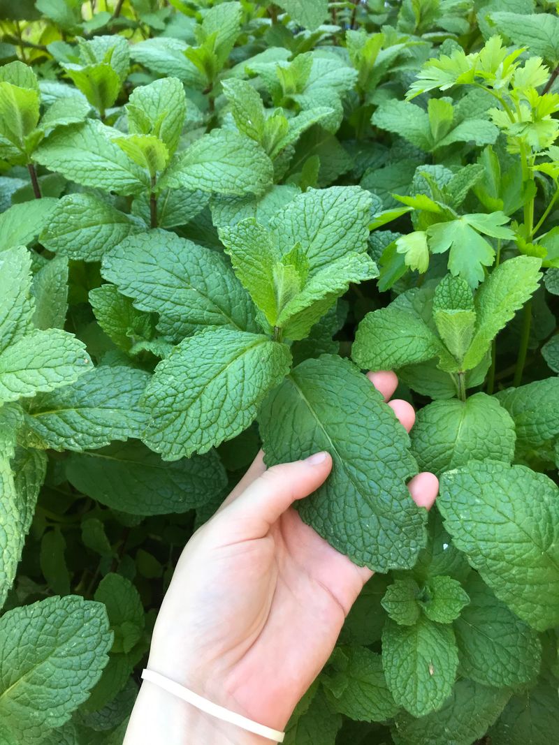 Mint Creates A Powerful Scented Zone Mint Creates A Powerful Scented Zone
