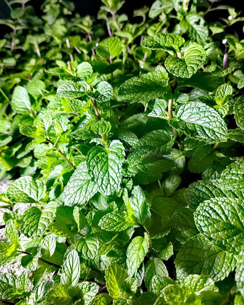 Mint Does Not Need Full Sun To Spread