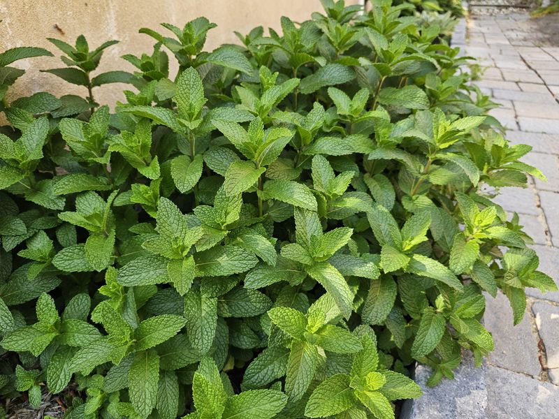 Mint Does Not Need Heavy Feeding