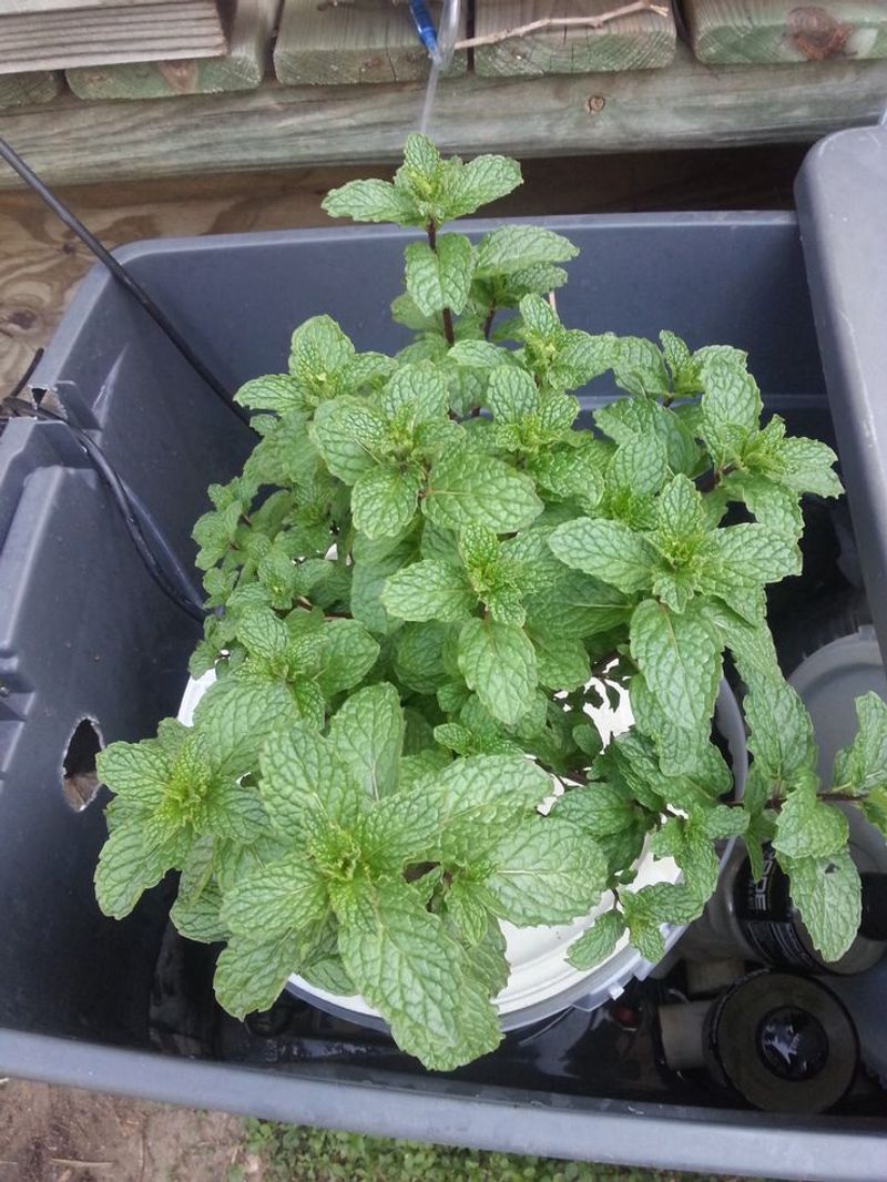 Mint Grows Best With Afternoon Shade Mint Grows Best With Afternoon Shade