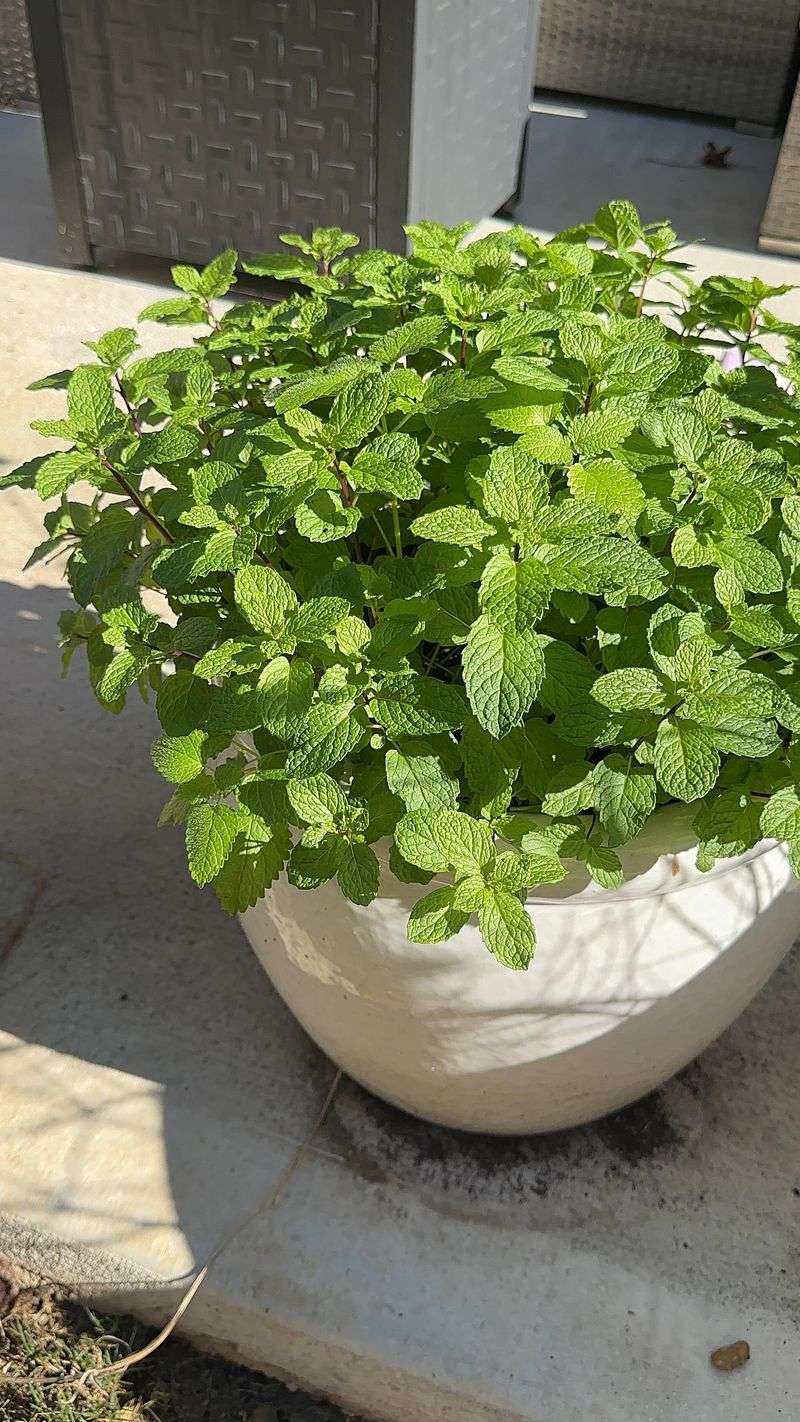 Mint Handles Shade Easily Mint Handles Shade Easily