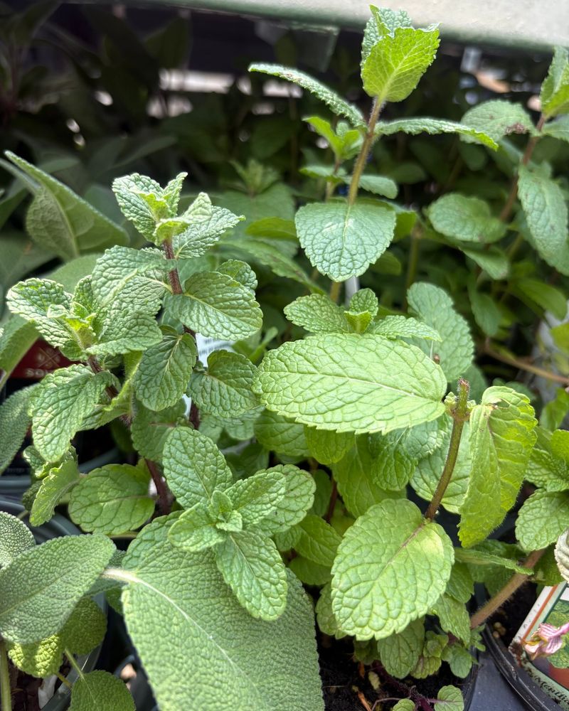 Mint Is The Herb Behind This Natural Deterrent Mint Is The Herb Behind This Natural Deterrent