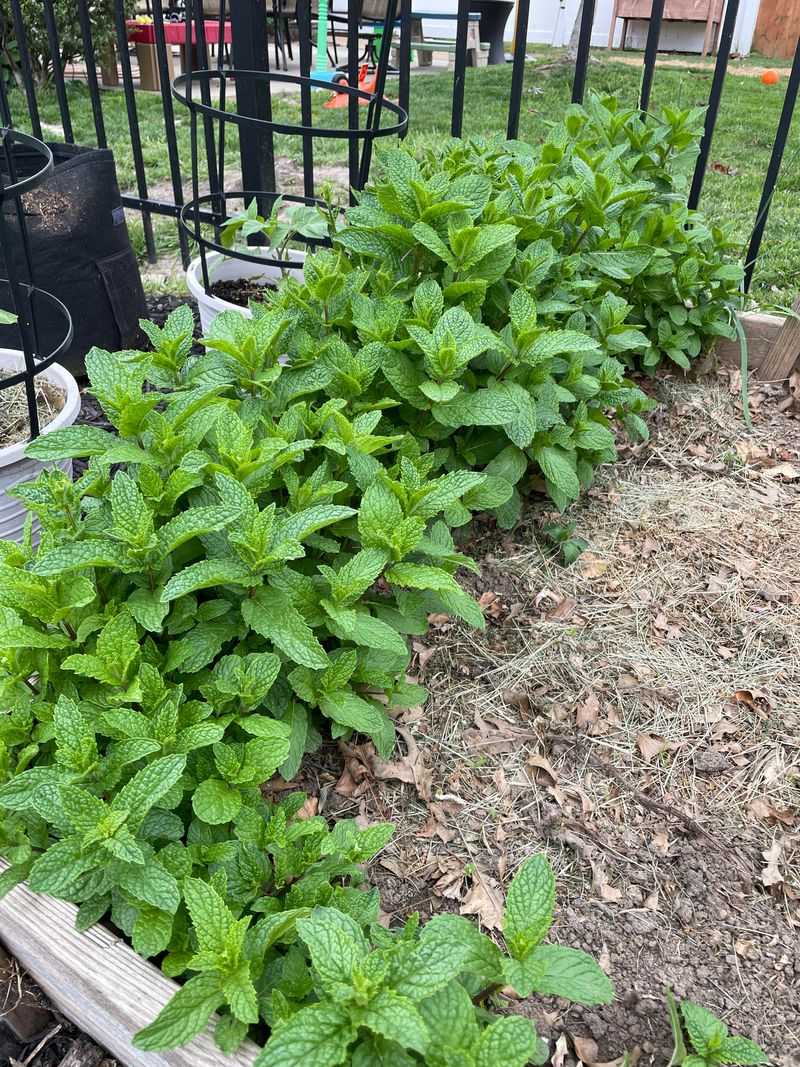Mint's Strong Scent Creates A Wildlife Myth Mint's Strong Scent Creates A Wildlife Myth