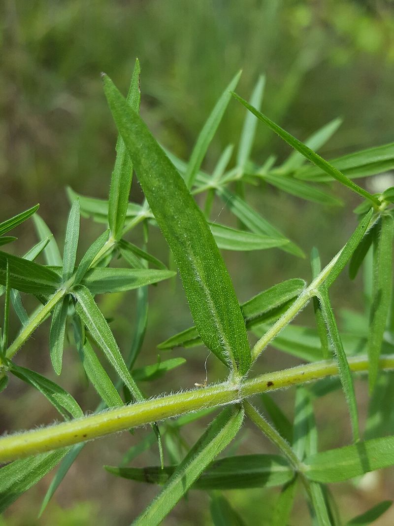 Minty Leaves Bring Fragrance Without Mediterranean Soil