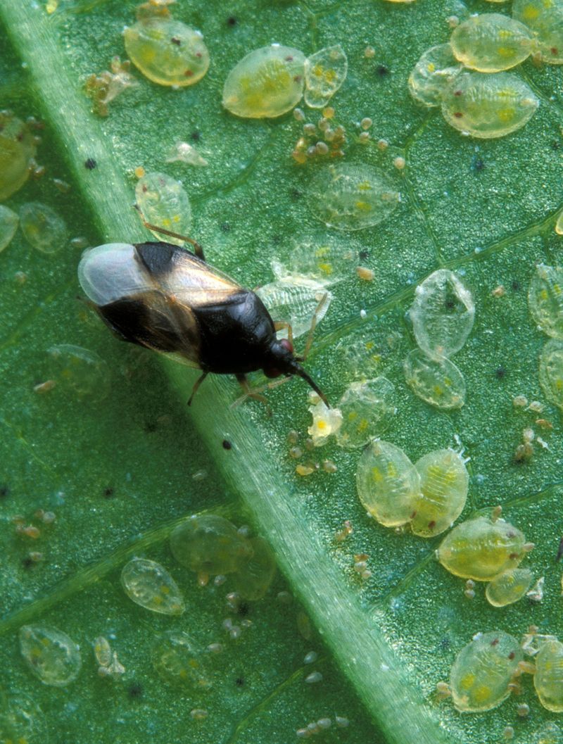 Minute Pirate Bugs Hunt Earworm Eggs