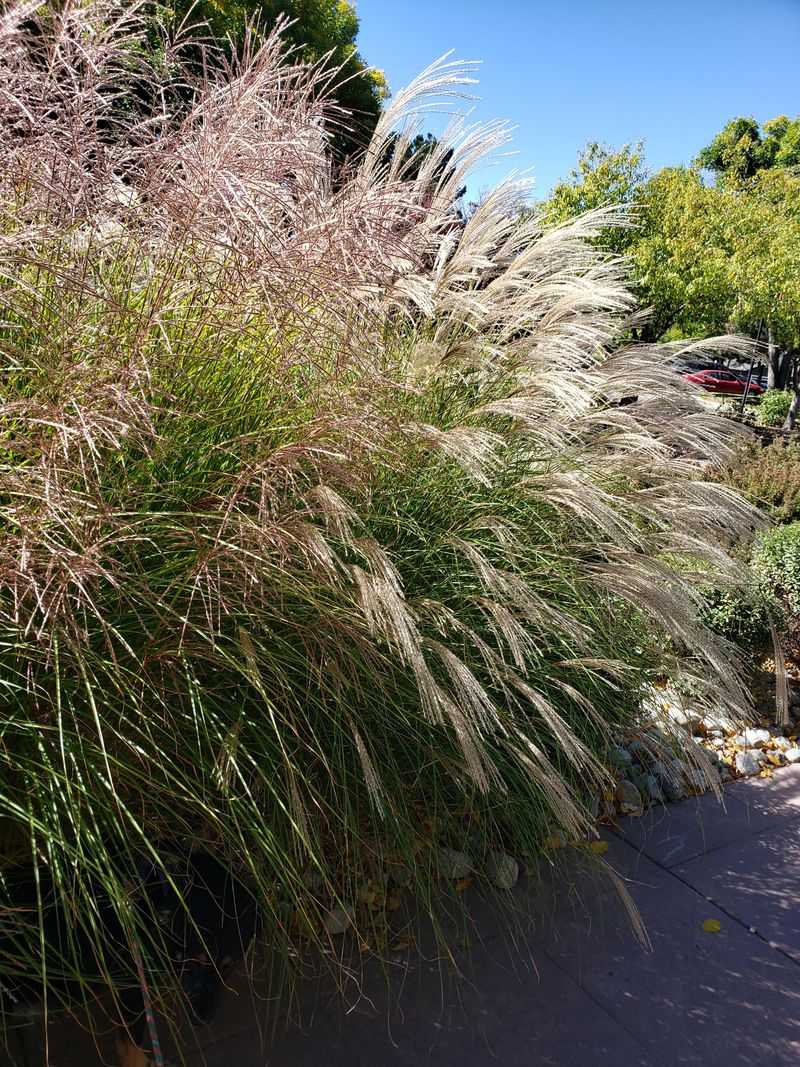 Miscanthus Miscanthus