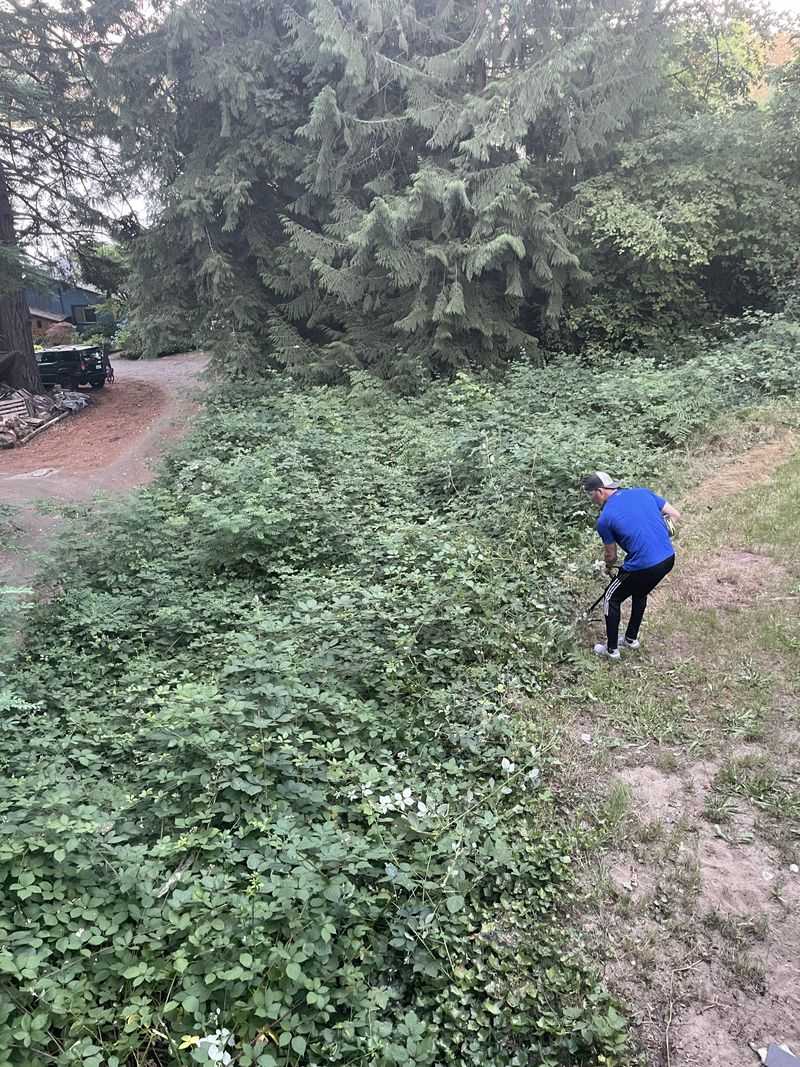 Missed Crowns Can Restart An Entire Thicket Missed Crowns Can Restart An Entire Thicket
