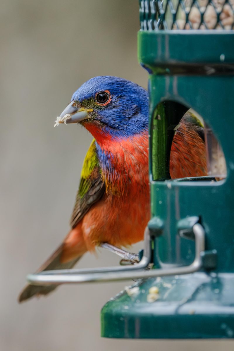 Missing Habitat And Food Sources Keep Painted Buntings Away