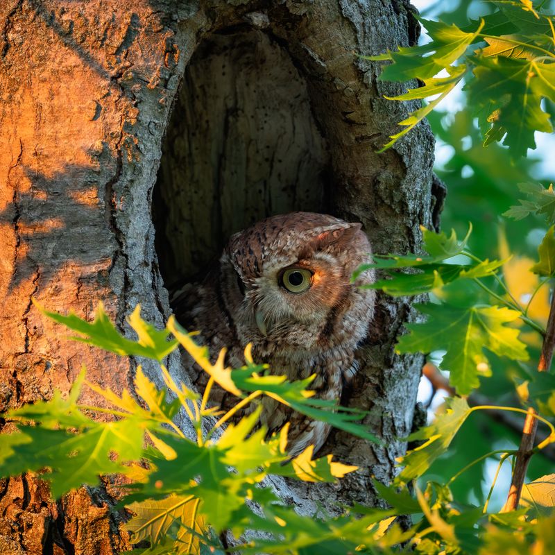Missing Snags Take Away Prime Owl Hideouts