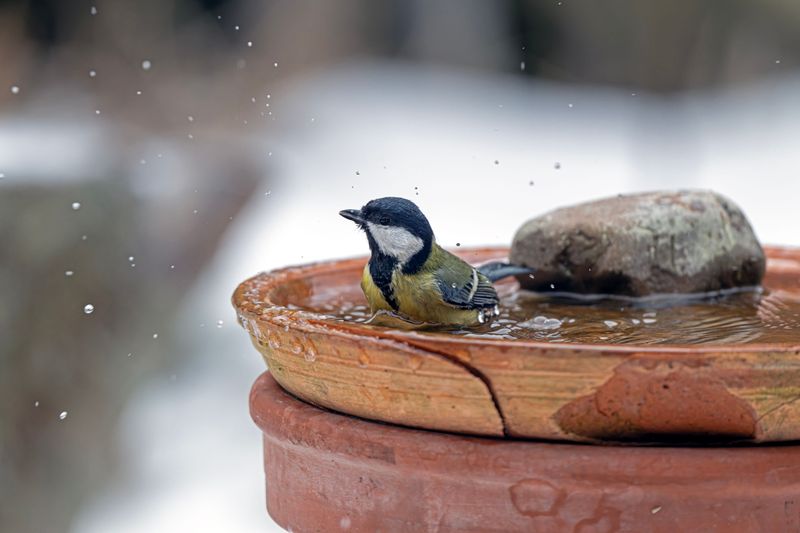 Missing Water Source Nearby Reduces Overall Bird Activity Missing Water Source Nearby Reduces Overall Bird Activity