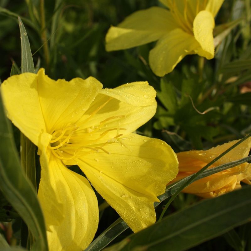 Missouri Evening Primrose Glows After Dark Missouri Evening Primrose Glows After Dark
