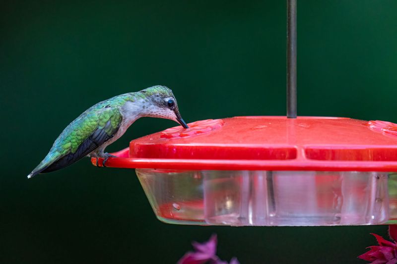 Mistakes That Push Hummingbirds Away Early