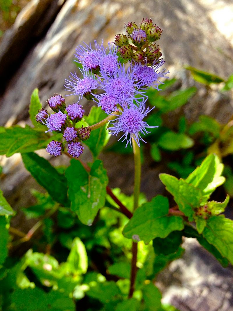 Mistflower Adds Blue Where Fall Gardens Need It