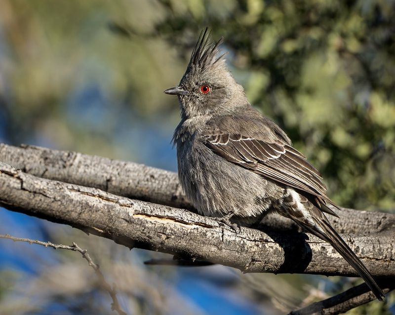 Mistletoe Plays A Special Role In Its Daily Routine