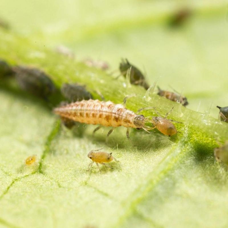 Mites And Scale Insects Can Also End Up On The Menu Mites And Scale Insects Can Also End Up On The Menu