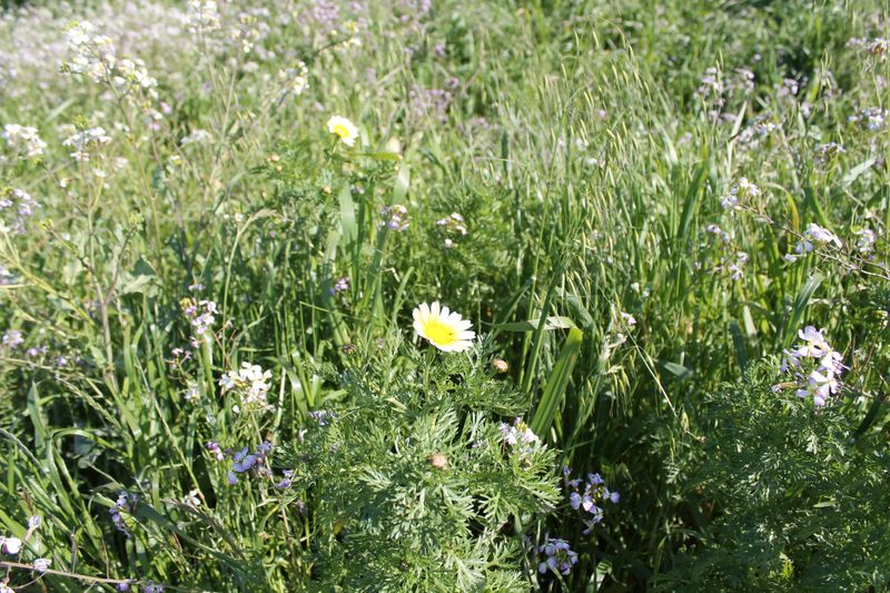 Mixes Contain Aggressive Non-Native Species Mixes Contain Aggressive Non-Native Species