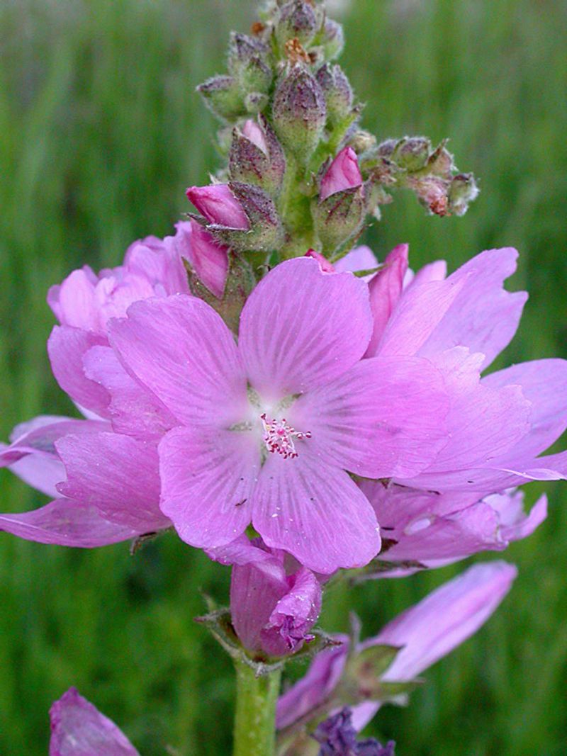 Mixing In Checkermallow For More Summer Blooms