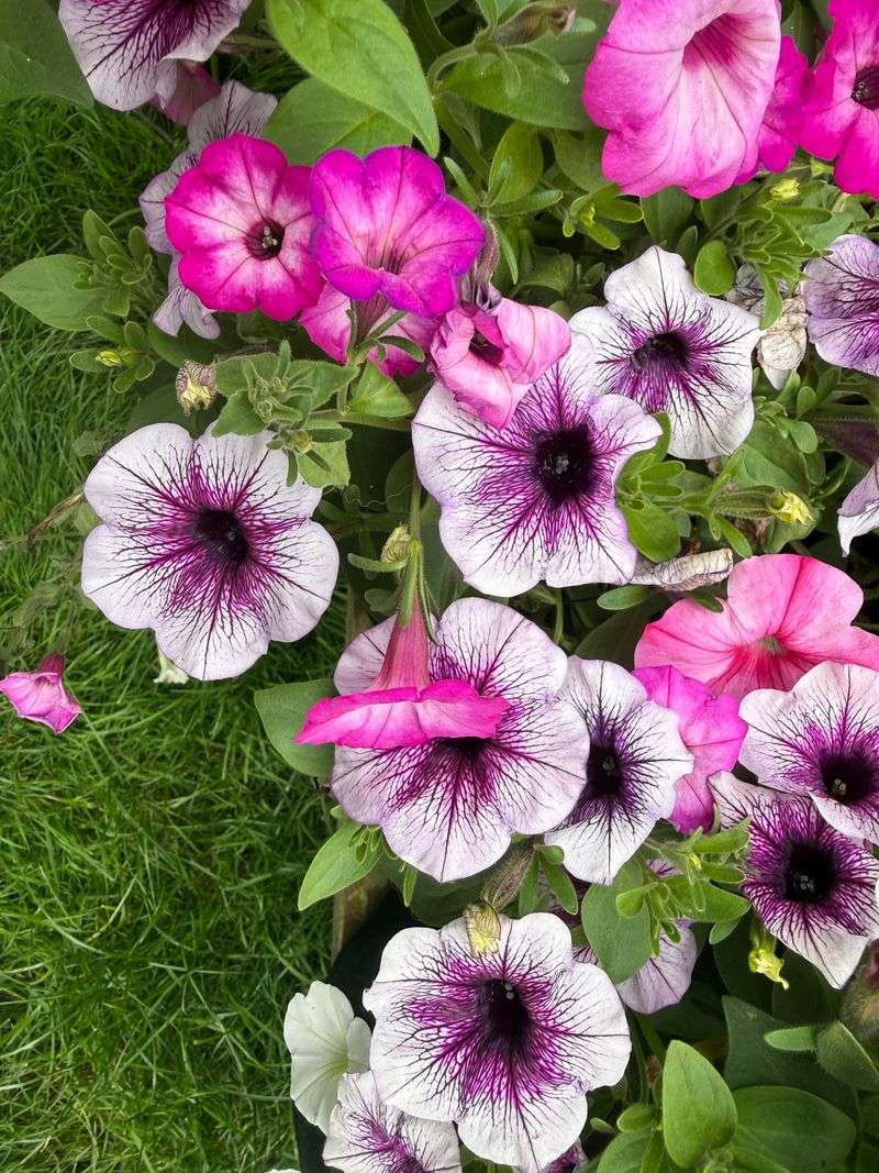 Mixing Slow-Release Fertilizer Directly In Soil